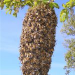 Honey Bee Swarm