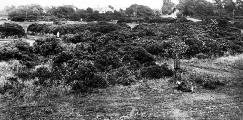 Chesham Bois Common scrubland