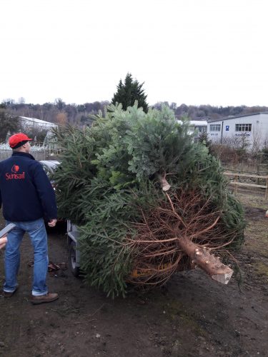 Transporting Chesham Bois PC Christmas Tree