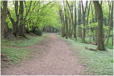 blackwell stubbs wood