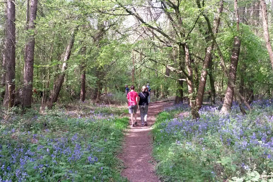 Bluebell walk, Chesham Bois Beating the Bounds Walk May 2016