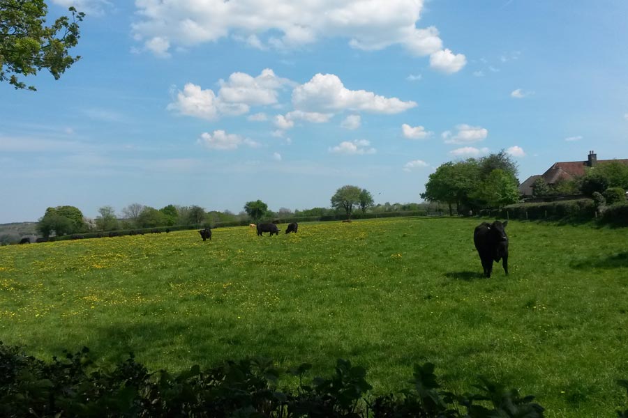 Chesham Bois Beating the Bounds Walk May 2016