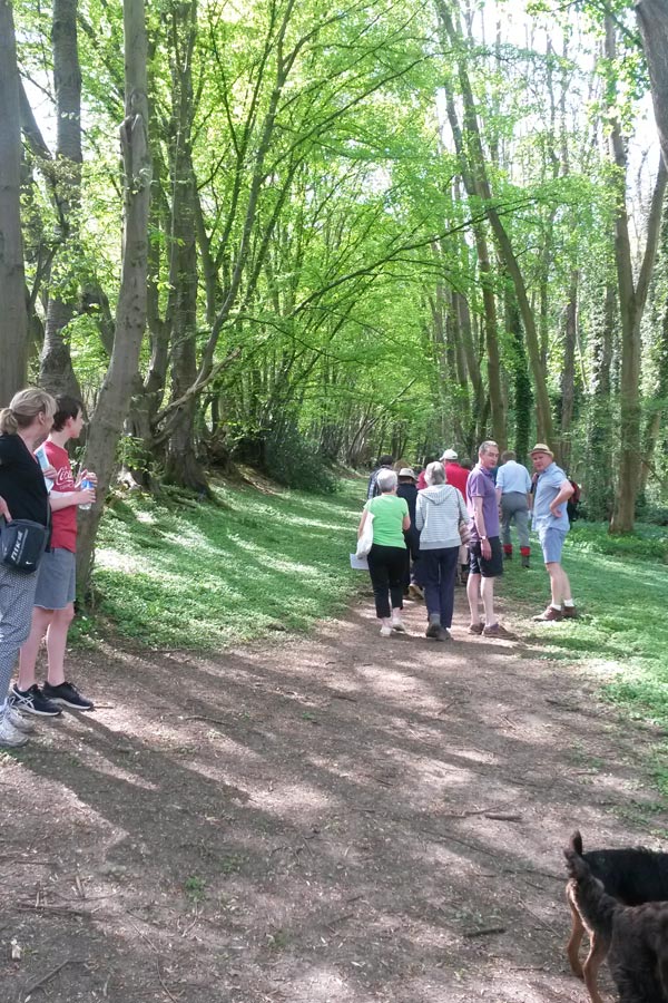 Woodland, Chesham Bois Beating the Bounds Walk May 2016