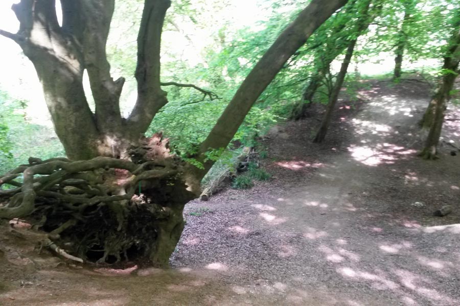 Old Woodland, Chesham Bois Beating the Bounds Walk May 2016