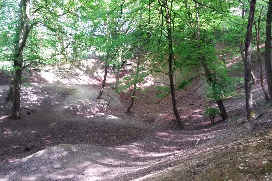 Woodland, Chesham Bois Beating the Bounds Walk May 2016