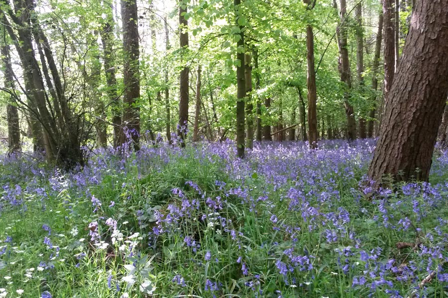 Bluebells, Chesham Bois Beating the Bounds Walk May 2016