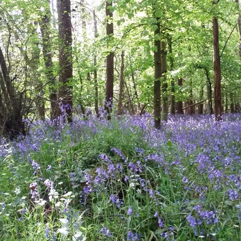 bluebell wood in chesham bois