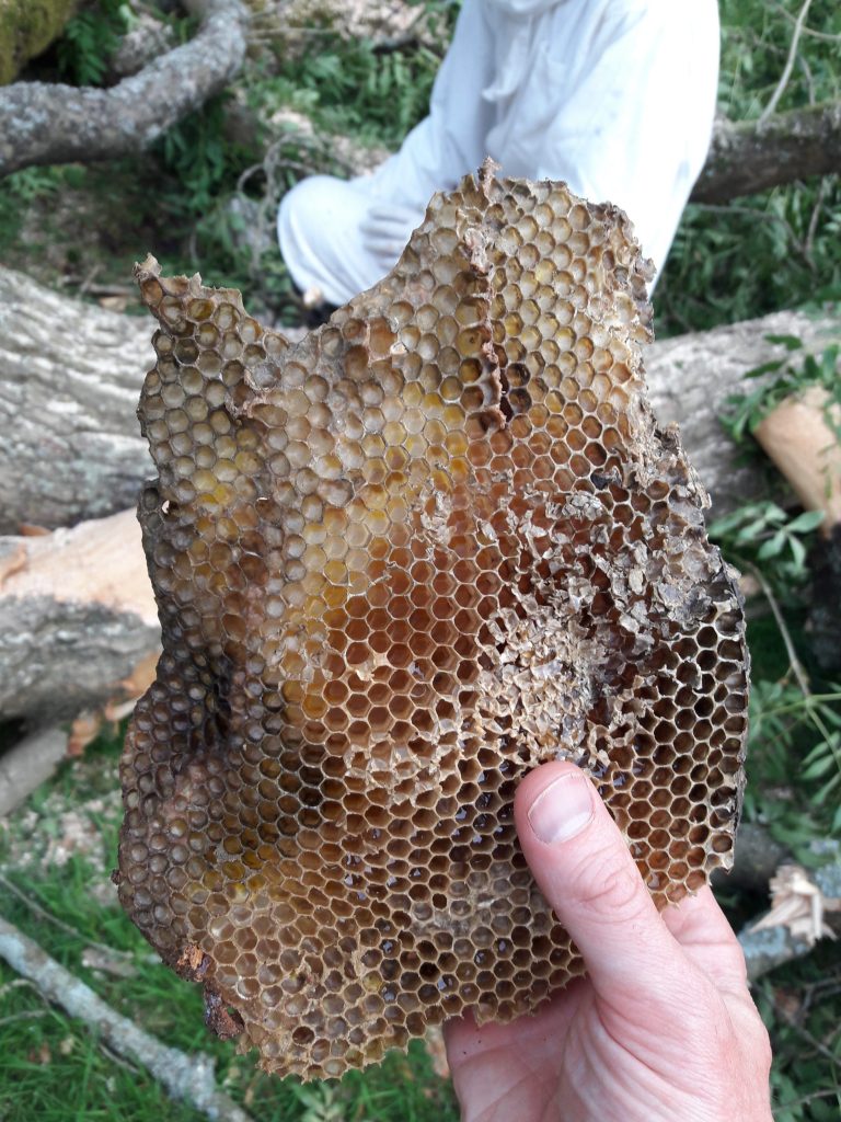 Bees Chesham Bois