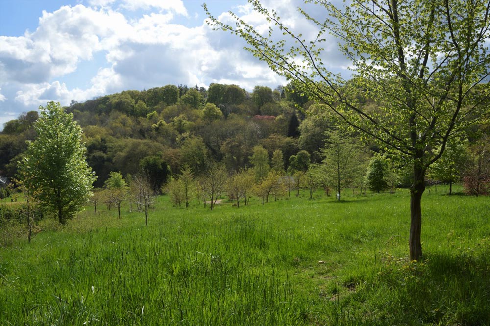 View over glade in Woodland Burial Ground.