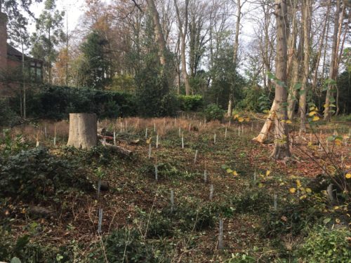 Tree planting at Tenterden Spinney