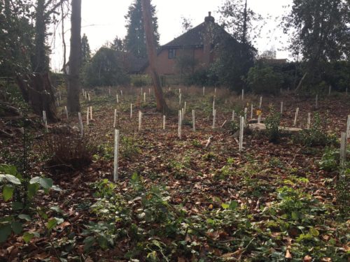 tree planting at tenterden spinney