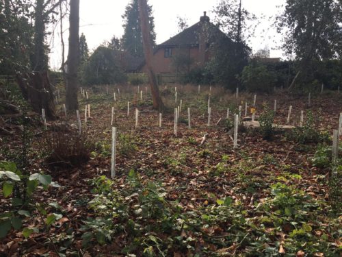 tree planting at tenterden spinney