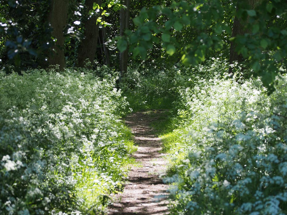 Cow Parsley on the Common Triangle taken in May 2020