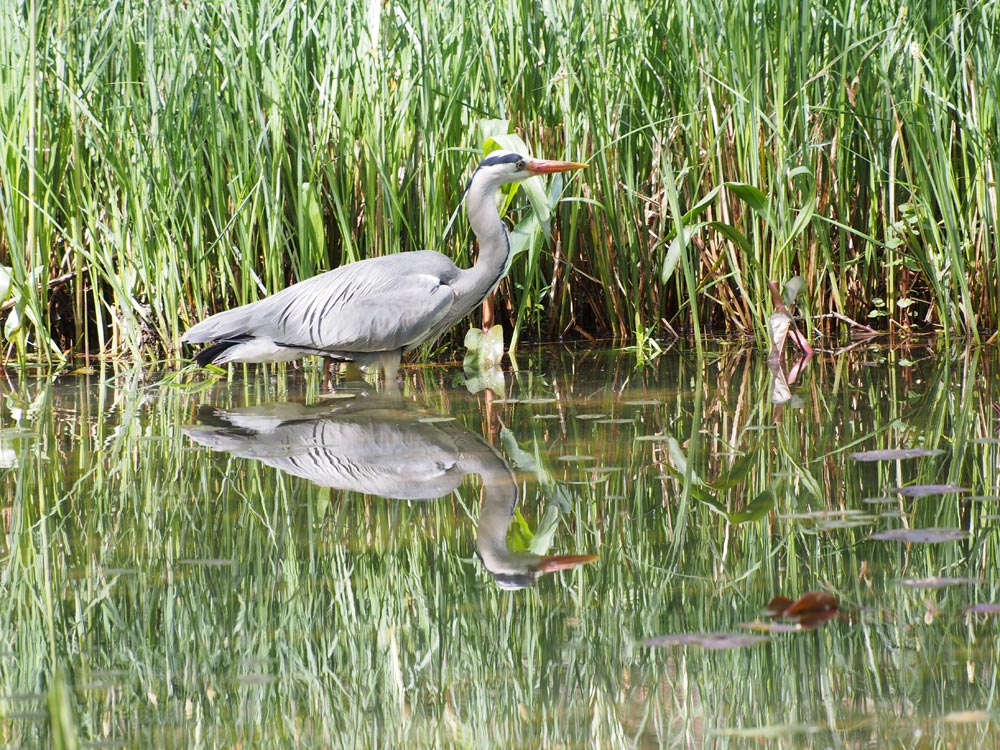 Heron at the Pond: May 2020