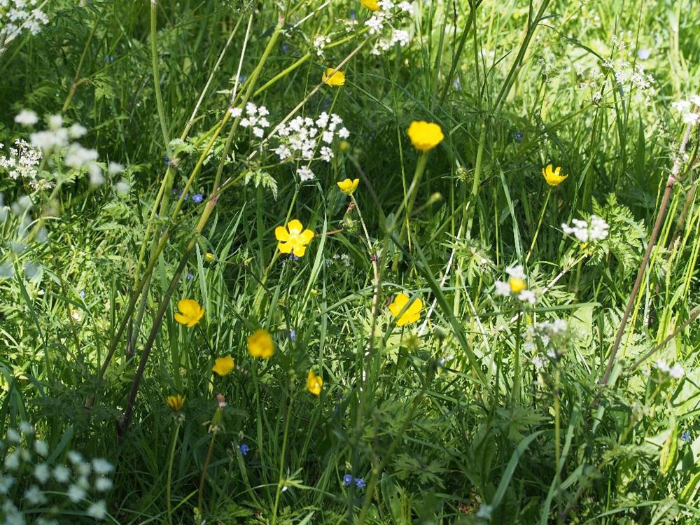 Wildflowers on the Triangle