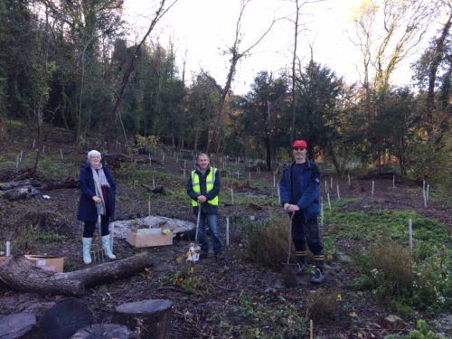 Chesham Bois Councillors planting saplings in Bois Wood