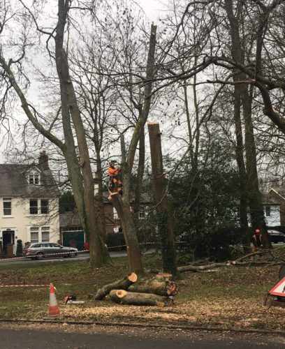 felling-three-ash-trees-behind-war-memorial-Jan-2021